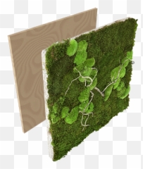 Greenwall 20 Paneel Met Bolmos En Takken - Kantoormeubelen Stitch Png,Moss Png