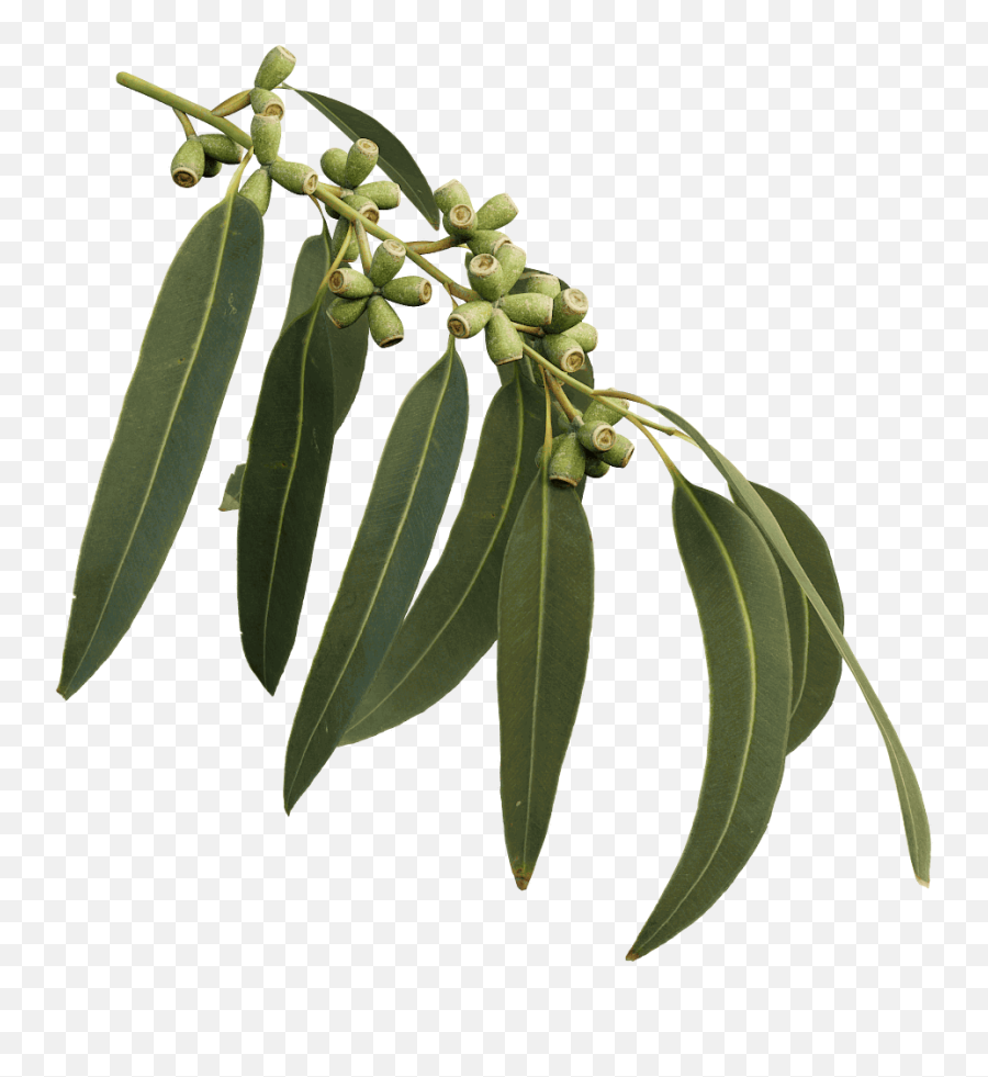 Learn How To Create And Use 3d Twig - Eucalyptus Tree Leaves Png,Twigs Png