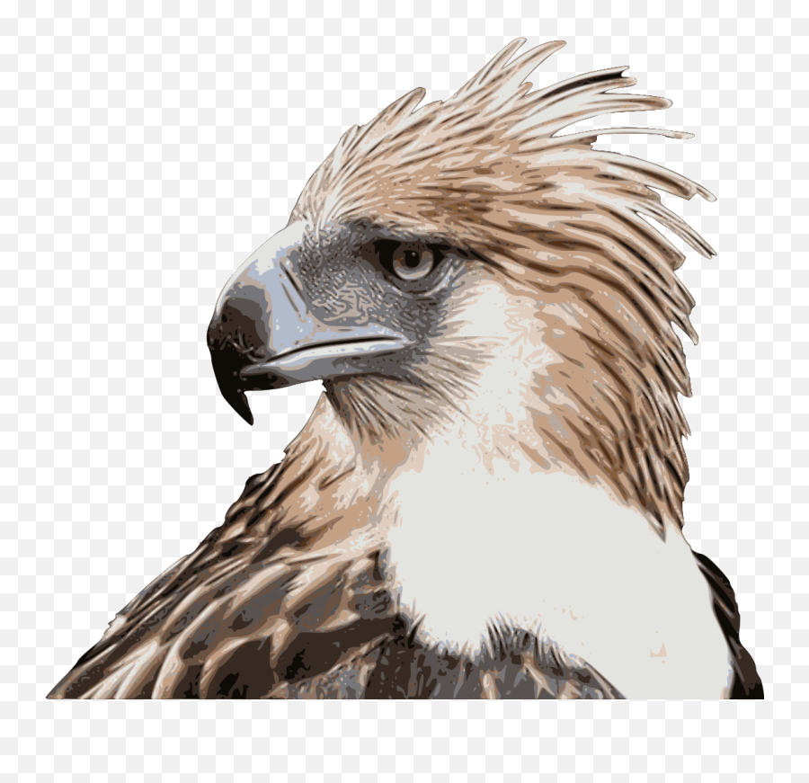 Philippine Eagle - Transparent Philippine Eagle Png,Eagle Head Png