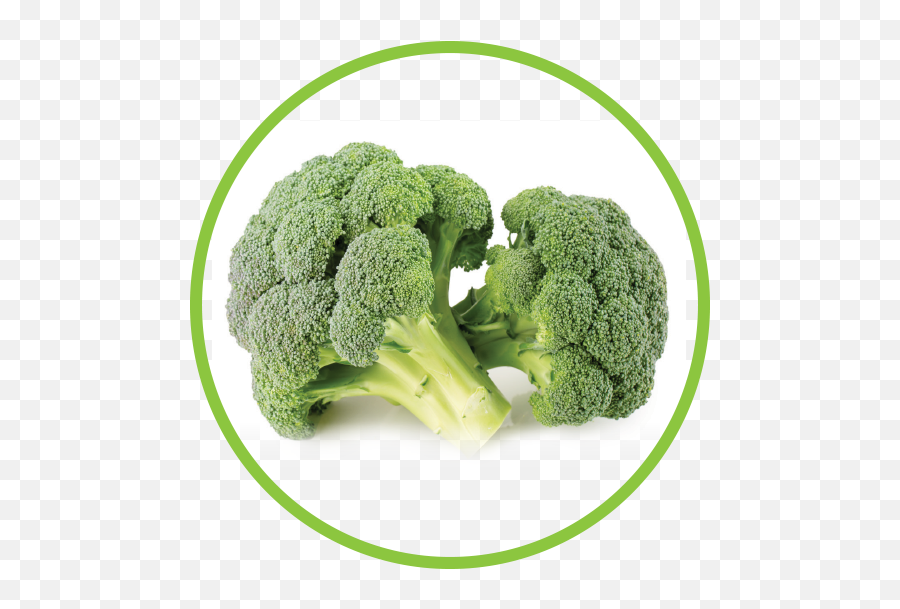 Best Dried Broccoli Powder Fragments - Broccoli Png,Broccoli Transparent