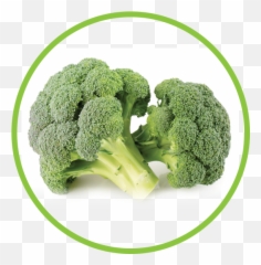 Best Dried Broccoli Powder Fragments - Broccoli Png,Broccoli Transparent