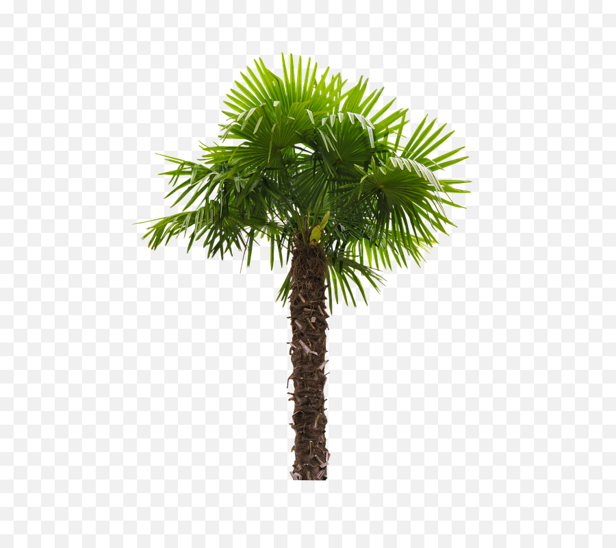 Palm Fronds Tribe Coconut Tree - California Fan Palm Tree Png,Palm Frond Png