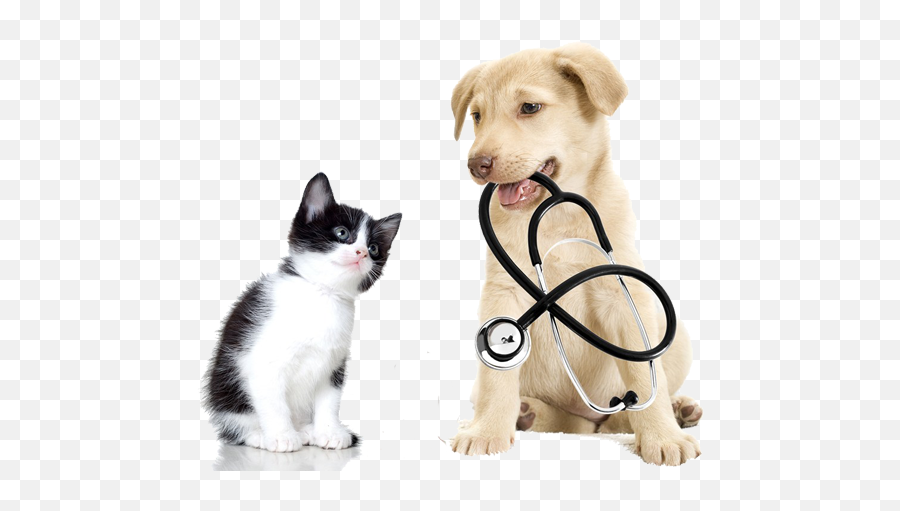 Booking Form - The Lucy Pet Foundation Cat And Dog Check Up Png,Dog And Cat Png