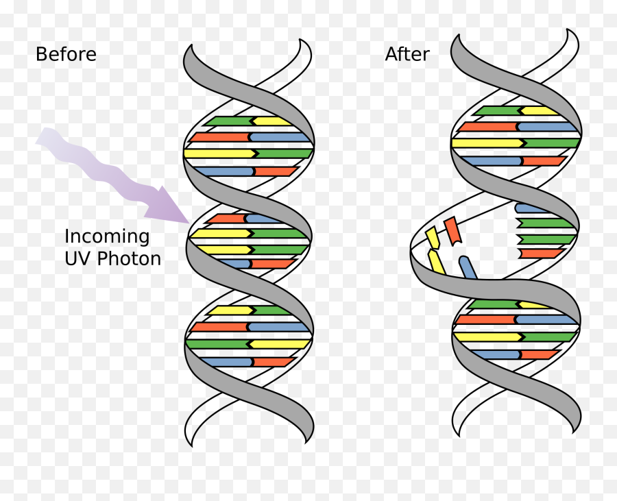 Dna Mutations - Genetics Generation Dna Mutations Png,Dna Transparent Background