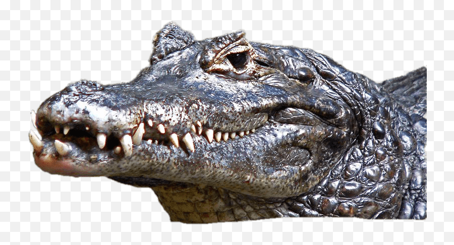 Download Caiman Head - Wild Crocodile Full Size Png Image Caiman Png,Crocodile Png