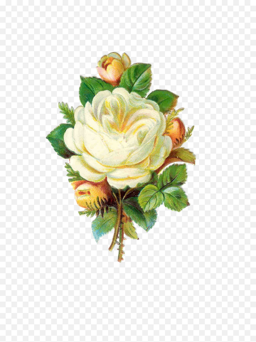 Download White Rose Png Images Pictures - Vintage White Flowers Png,White Roses Png