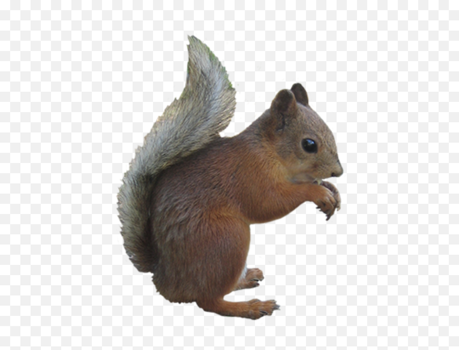 Png Transparent Background Image - Squirrel With Clear Background,Squirrel Transparent Background