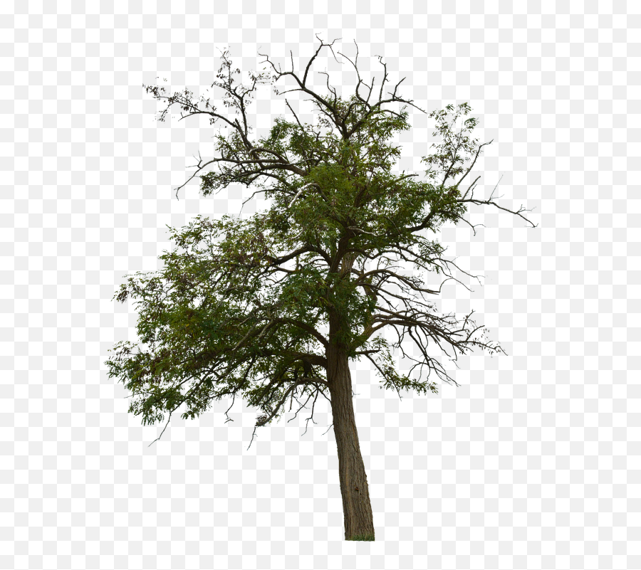 Dead Tree With No - Free Image On Pixabay Pond Pine Png,Dead Tree Png