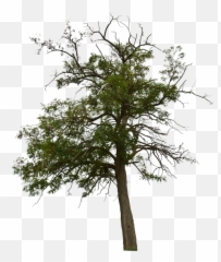 Dead Tree With No - Free image on Pixabay Pond Pine png