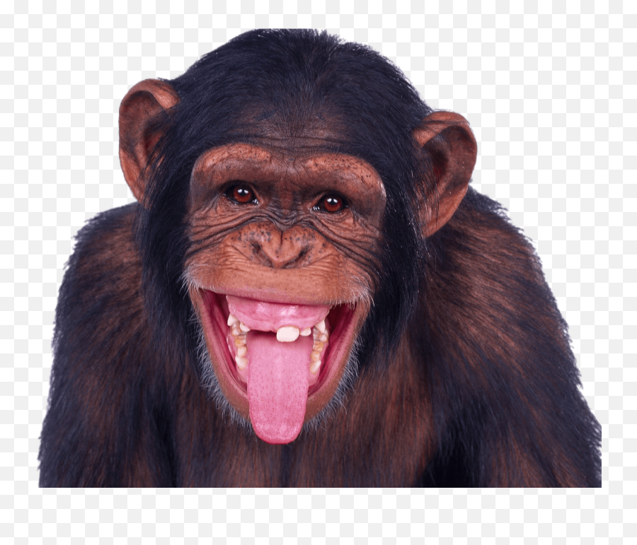 Chimp Png 6 Image - Sacando La Lengua Png,Chimp Png