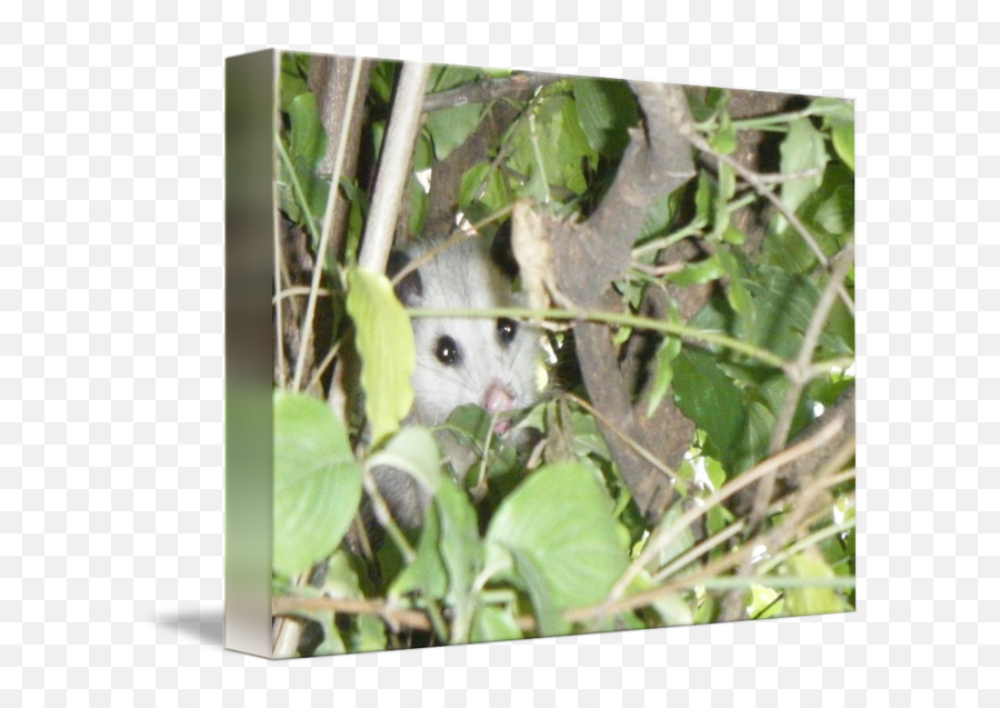 Opossum By L A Scaccia - Possum Png,Possum Transparent