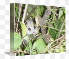 Opossum By L A Scaccia - Possum png