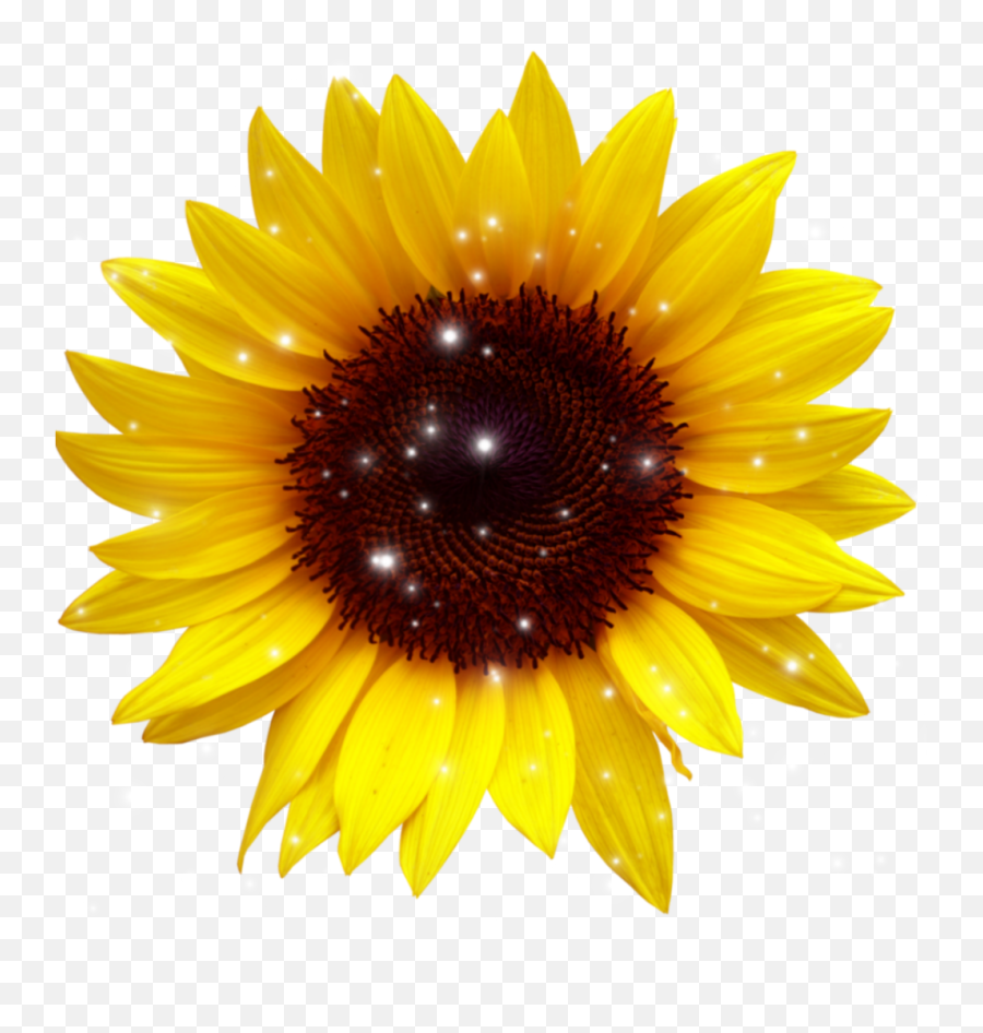 Sunflower - Sunflower Transparent Background Png,Sunflower Png
