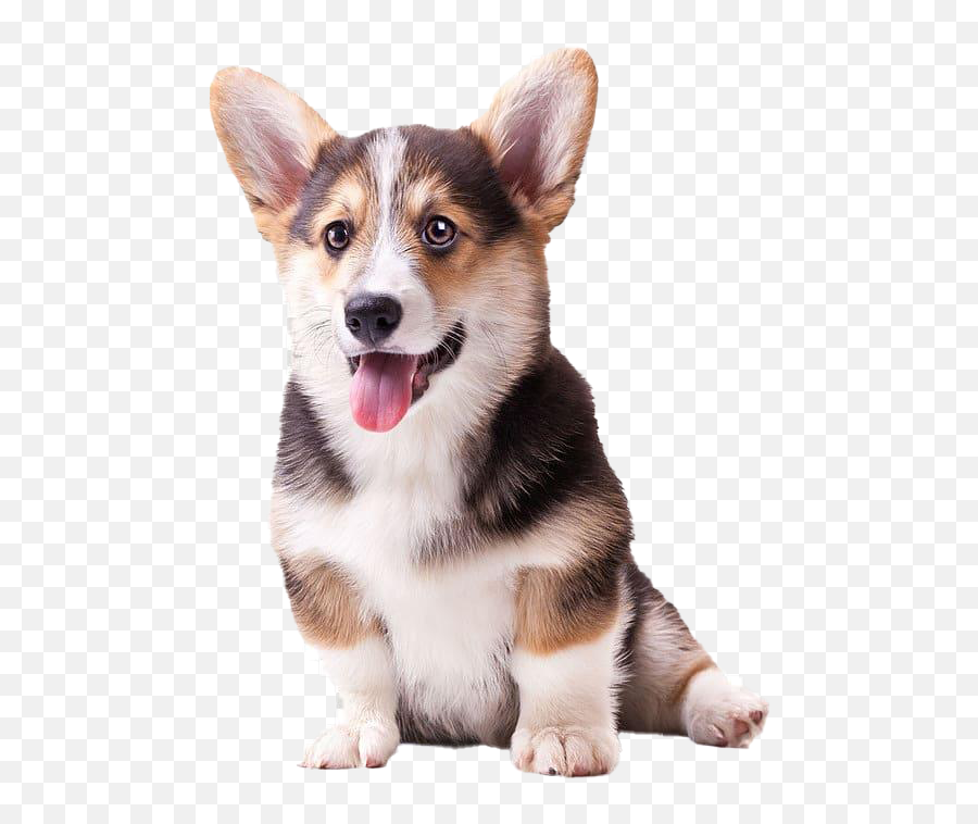 Cute Corgi Dog Png Pic - Clear Background Transparent Dog Png,Cute Puppy Png