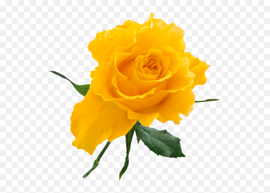 Yellw Rose Png Transparent Images Free Gallery - Yellow Rose On Transparent Background,Roses Transparent Background