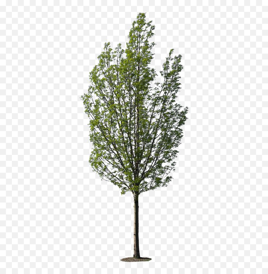 Download Transparent Birch Tree Png - High Resolution Tree Free Tree Png Texture,Birch Tree Png