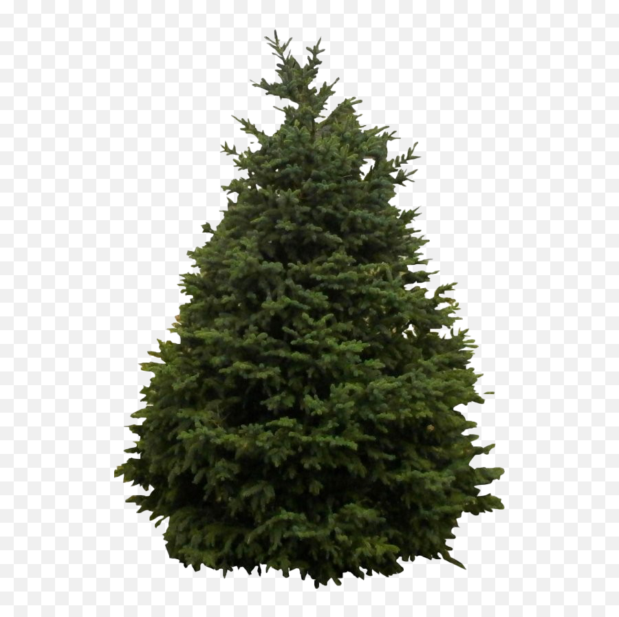 Download Snow Fir Tree Png Clipart