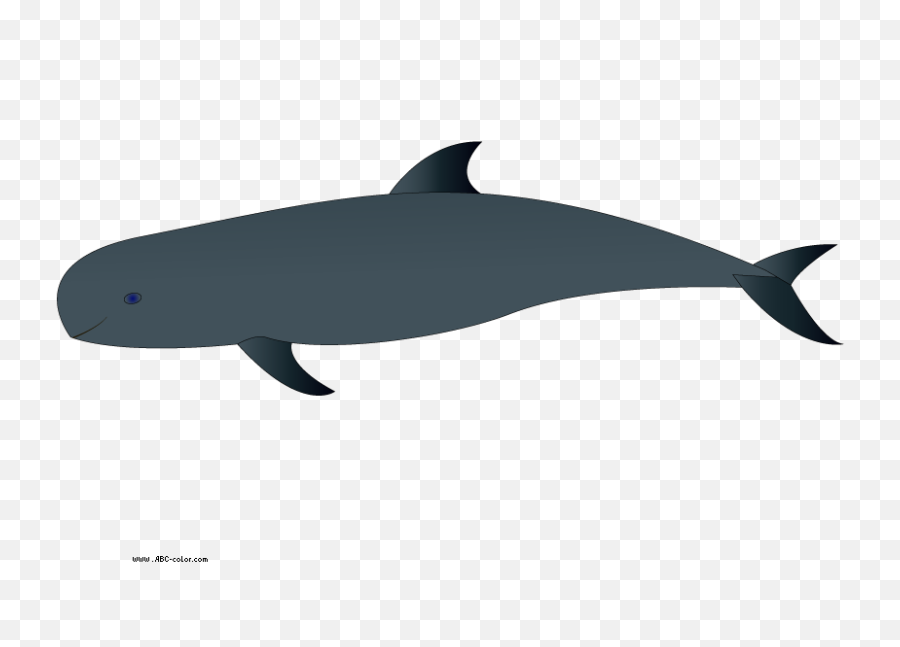 Spinner Dolphin Clipart Transparent - Wholphin Png,Dolphin Transparent Background