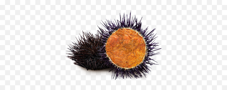 Sea Urchin - Soft Png,Sea Urchin Png