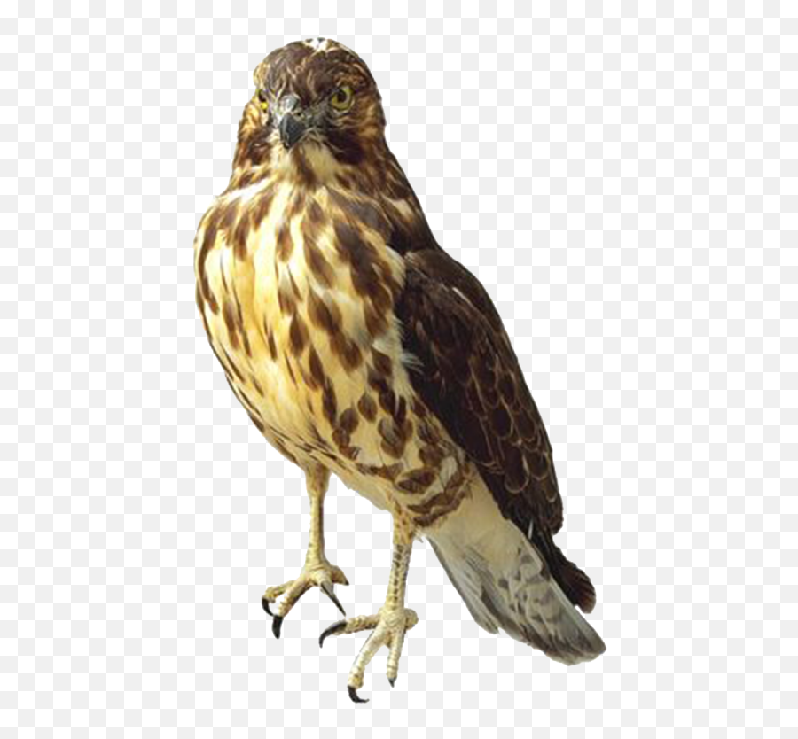 Hawk Png Image - Red Tailed Hawk Transparent,Hawk Png