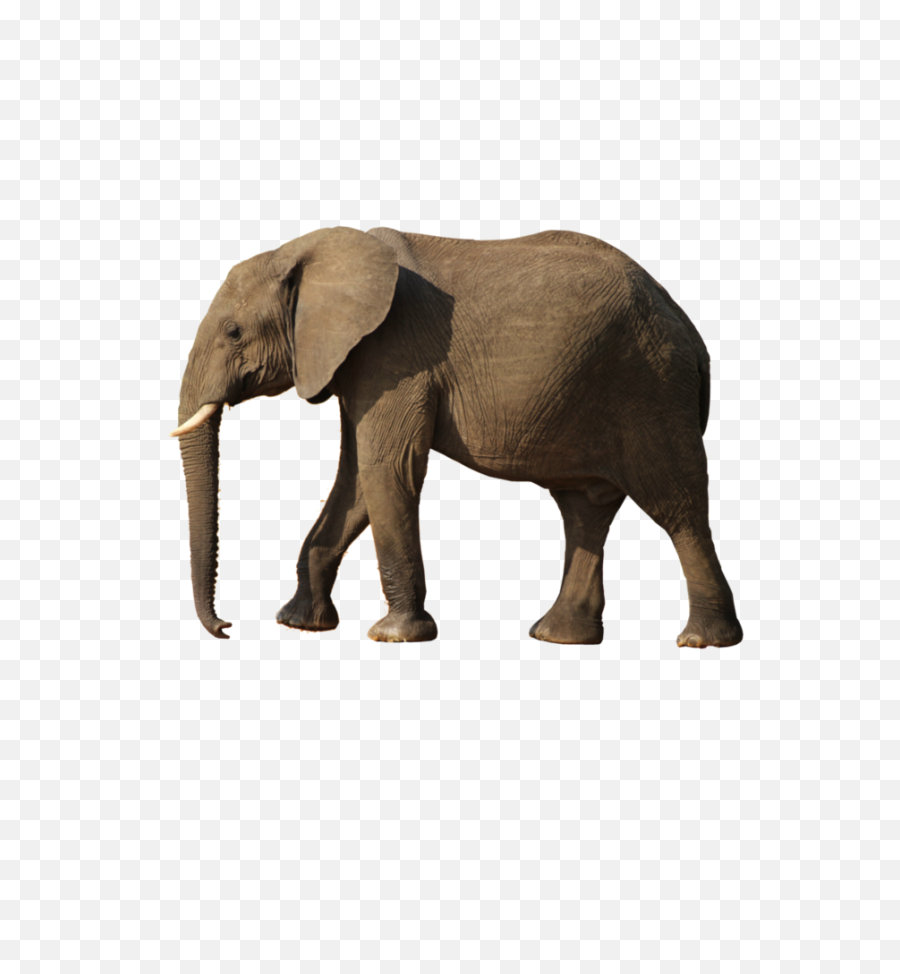 Png Background - Atheist Memes On Hinduism,Elephant Transparent Background