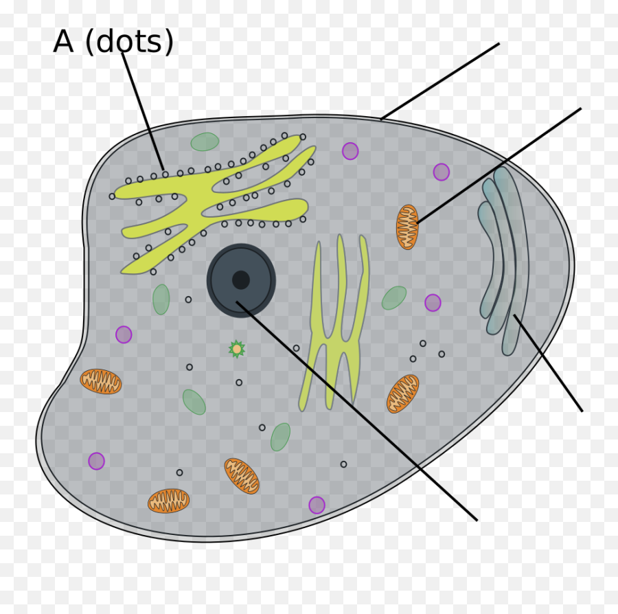 Animal Cell Png Svg Clip Art For Web - Dot,Cell Png