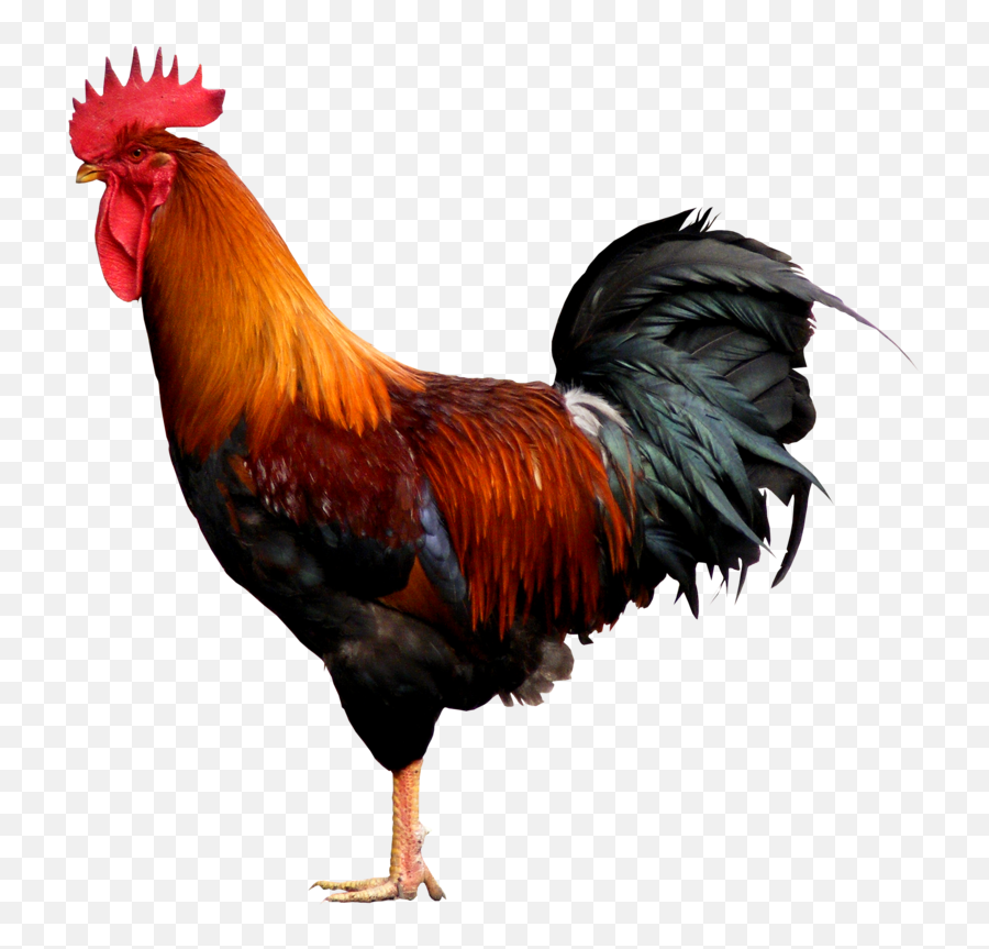 Cock Png - Youve Heard Of Elf On A Shelf,Rooster Png