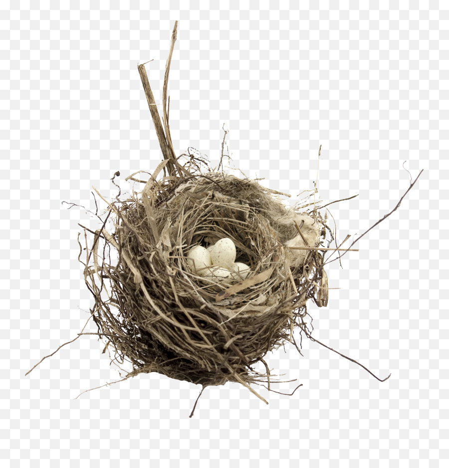 Nest Png - Birds Nest Transparent Background,Nest Png