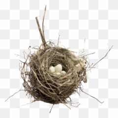 Nest Png - Birds Nest Transparent Background,Nest Png