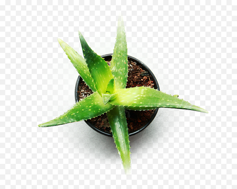 The Wonders Of Aloe Vera For Cannabis - Aloe Vera Png,Aloe Vera Plant Png