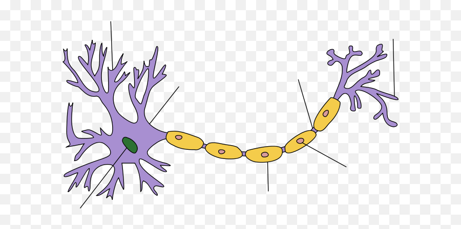 Nerves Png - Even In The Nervous System Of A Single Species Neuron Transparent Png,Nervous System Icon