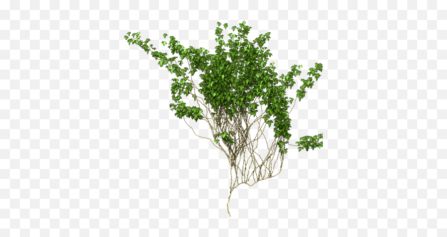 Ivy Vine Png Picture - Climbing Vines Png,Ivy Png