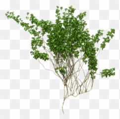 Ivy Vine Png Picture - Climbing Vines Png,Ivy Png