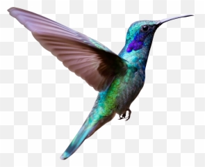 Flying Bird Png Image - Real