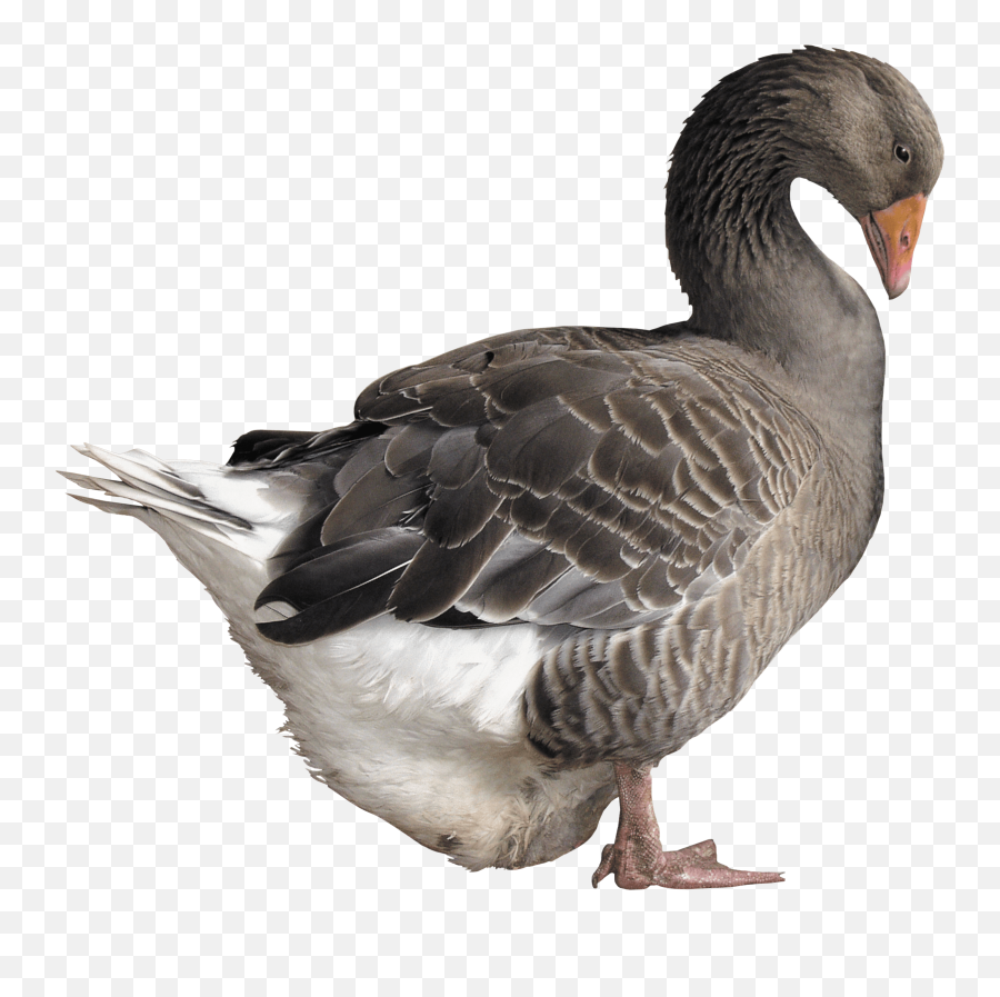 Grey Goose Png Image - Grey Goose Bird Png,Goose Transparent