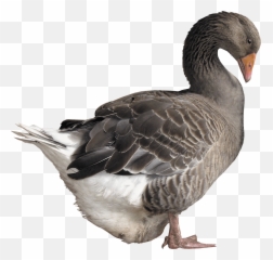 Grey Goose Png Image - Grey Goose Bird Png,Goose Transparent