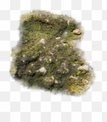 Index Of Mappingterrainmossy - Moss Png,Moss Png