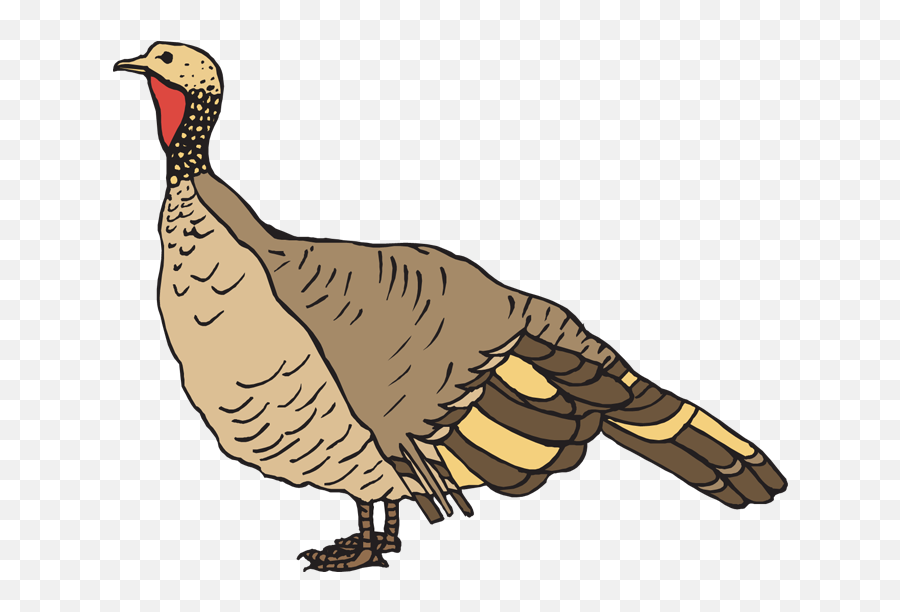 Turkey Images Transparent U0026 Png Clipart Free Download - Ywd Wild Turkey Clipart,Turkey Clipart Transparent Background