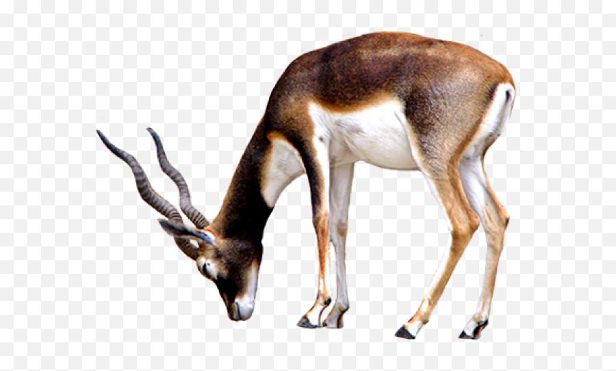 Animal Clip Art - Antelope Transparent Background Png,Giraffe Transparent Background