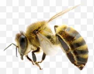 Bee Transparent Png Clipart Free - African Killer Bee Png,Bee Transparent Background