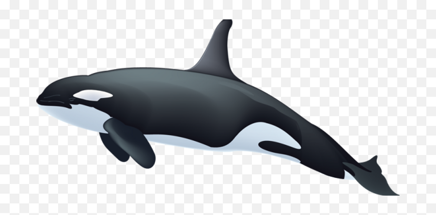 Killer Whale Png - Killer Whale Clipart Free,Orca Png