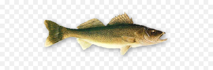 Download - Minnesota State Fish Walleye Png,Bass Fish Png