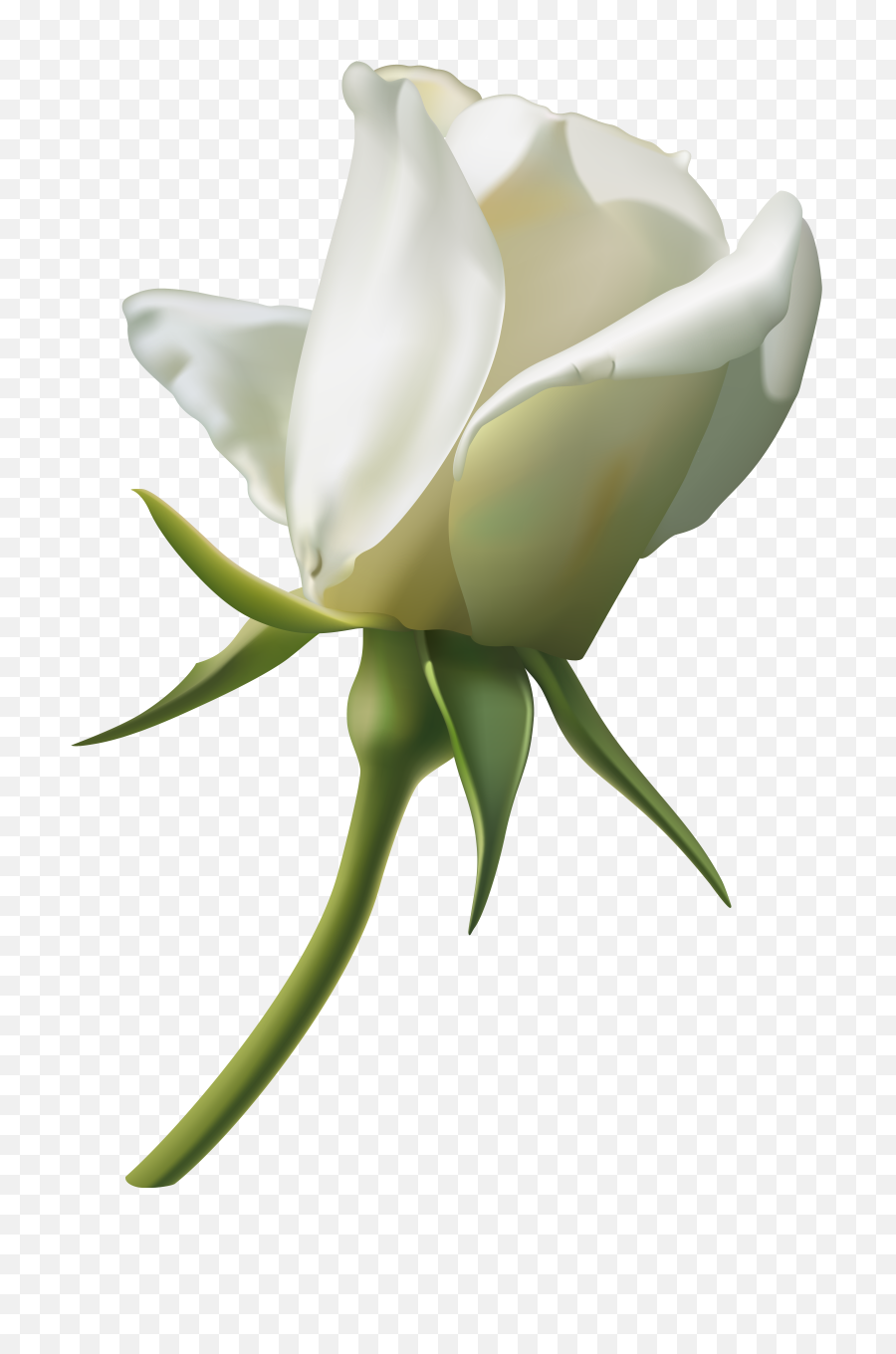 White Rose Bud Png Clipart Image - Single White Rose Png,White Roses Png