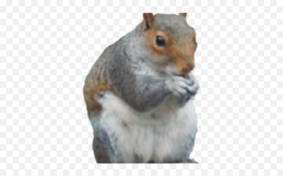Download Gray Squirrel Clipart - Fox Squirrel Png,Squirrel Transparent Background