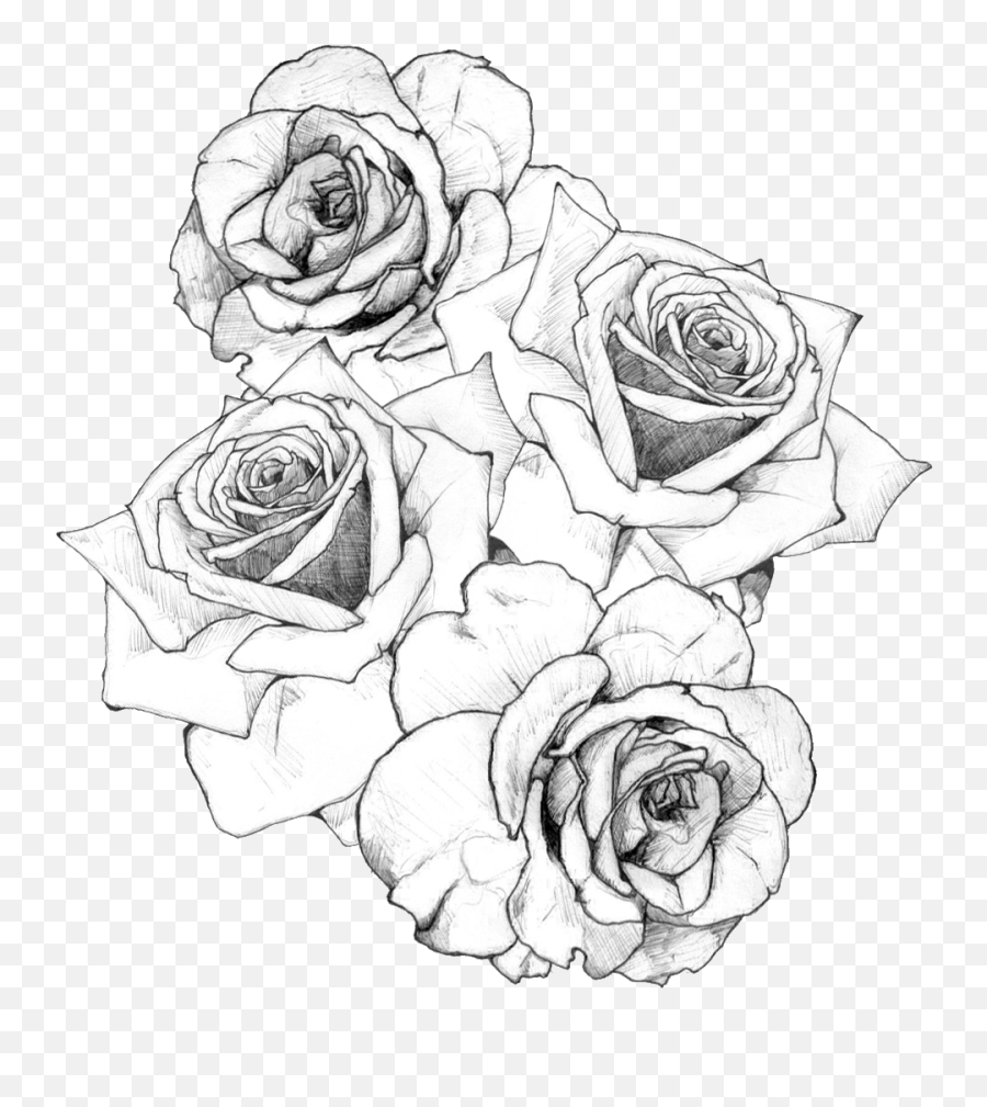 26 White Rose Clipart Tumblr Transparent Free Clip Art Stock - Bunch Of Roses Drawing Png,White Rose Transparent Background