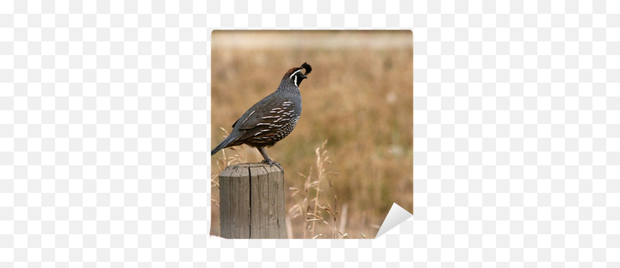 California Quail Wall Mural U2022 Pixers - We Live To Change Quail Png,Quail Png