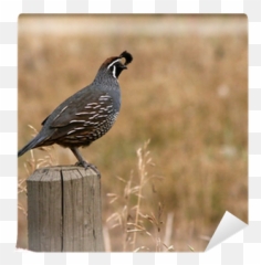 California Quail Wall Mural U2022 Pixers - We Live To Change Quail Png,Quail Png