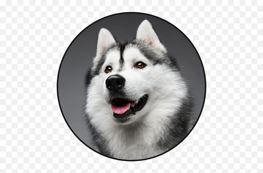 Siberian Husky Dog Sounds - Apps On Google Play Animaux Du Salon De L Agriculture Png,Husky Transparent