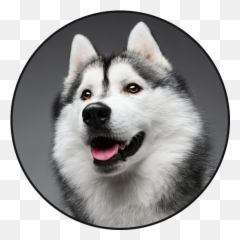 Siberian Husky Dog Sounds - Apps On Google Play Animaux Du Salon De L Agriculture Png,Husky Transparent