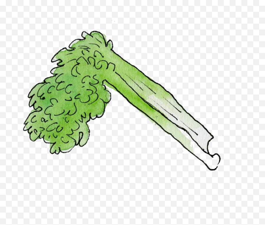 Food Illustration Narramoreart Png Celery